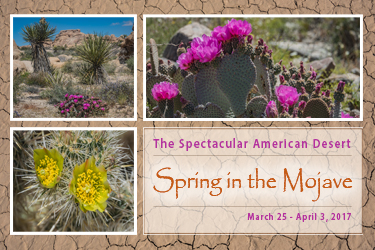 The Spectacular American Desert: Spring in the Mojave